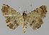  ( - BC EF Lep 00042)  @14 [ ] Copyright (2010) Unspecified Research Collection of Egbert Friedrich
