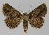  ( - BC EF Lep 00043)  @14 [ ] Copyright (2010) Unspecified Research Collection of Egbert Friedrich