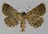  ( - BC EF Lep 00043)  @13 [ ] Copyright (2010) Unspecified Research Collection of Egbert Friedrich