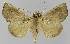  ( - BC EF Lep 00055)  @12 [ ] Copyright (2010) Unspecified Research Collection of Egbert Friedrich