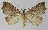  ( - BC EF Lep 00064)  @13 [ ] Copyright (2010) Unspecified Research Collection of Egbert Friedrich