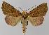  ( - BC EF Lep 00069)  @14 [ ] Copyright (2010) Unspecified Research Collection of Egbert Friedrich