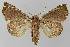  ( - BC EF Lep 00070)  @13 [ ] Copyright (2010) Unspecified Research Collection of Egbert Friedrich