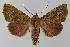  (Rusicada sp. ANIC1 - BC EF Lep 00071)  @14 [ ] Copyright (2010) Unspecified Research Collection of Egbert Friedrich