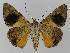  ( - BC EF Lep 00076)  @14 [ ] Copyright (2010) Unspecified Research Collection of Egbert Friedrich