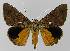  ( - BC EF Lep 00077)  @14 [ ] Copyright (2010) Unspecified Research Collection of Egbert Friedrich