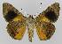  ( - BC EF Lep 00077)  @13 [ ] Copyright (2010) Unspecified Research Collection of Egbert Friedrich