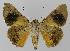  ( - BC EF Lep 00079)  @13 [ ] Copyright (2010) Unspecified Research Collection of Egbert Friedrich