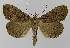  ( - BC EF Lep 00080)  @14 [ ] Copyright (2010) Unspecified Research Collection of Egbert Friedrich