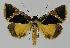  ( - BC EF Lep 00087)  @14 [ ] Copyright (2010) Unspecified Research Collection of Egbert Friedrich