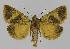  ( - BC EF Lep 00087)  @13 [ ] Copyright (2010) Unspecified Research Collection of Egbert Friedrich