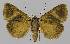  ( - BC EF Lep 00088)  @13 [ ] Copyright (2010) Unspecified Research Collection of Egbert Friedrich