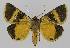  ( - BC EF Lep 00089)  @13 [ ] Copyright (2010) Unspecified Research Collection of Egbert Friedrich