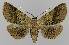  ( - BC EF Lep 00090)  @14 [ ] Copyright (2010) Unspecified Research Collection of Egbert Friedrich
