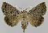  ( - BC EF Lep 00096)  @14 [ ] Copyright (2010) Unspecified Research Collection of Egbert Friedrich