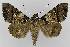  ( - BC EF Lep 00099)  @13 [ ] Copyright (2010) Unspecified Research Collection of Egbert Friedrich
