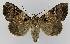  ( - BC EF Lep 00100)  @14 [ ] Copyright (2010) Unspecified Research Collection of Egbert Friedrich