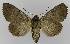  ( - BC EF Lep 00100)  @13 [ ] Copyright (2010) Unspecified Research Collection of Egbert Friedrich