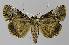  ( - BC EF Lep 00103)  @14 [ ] Copyright (2010) Unspecified Research Collection of Egbert Friedrich