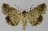  ( - BC EF Lep 00103)  @13 [ ] Copyright (2010) Unspecified Research Collection of Egbert Friedrich