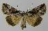  ( - BC EF Lep 00105)  @14 [ ] Copyright (2010) Unspecified Research Collection of Egbert Friedrich