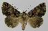  ( - BC EF Lep 00107)  @14 [ ] Copyright (2010) Unspecified Research Collection of Egbert Friedrich