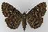  (Speiredonia spectans - BC EF Lep 00109)  @15 [ ] Copyright (2010) Unspecified Research Collection of Egbert Friedrich