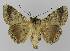  ( - BC EF Lep 00118)  @13 [ ] Copyright (2010) Unspecified Research Collection of Egbert Friedrich