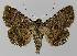  ( - BC EF Lep 00119)  @14 [ ] Copyright (2010) Unspecified Research Collection of Egbert Friedrich
