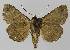 ( - BC EF Lep 00119)  @13 [ ] Copyright (2010) Unspecified Research Collection of Egbert Friedrich