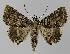  ( - BC EF Lep 00121)  @13 [ ] Copyright (2010) Unspecified Research Collection of Egbert Friedrich