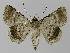  ( - BC EF Lep 00121)  @13 [ ] Copyright (2010) Unspecified Research Collection of Egbert Friedrich