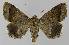  (BastillaNAG - BC EF Lep 00136)  @14 [ ] Copyright (2010) Unspecified Research Collection of Egbert Friedrich