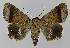  ( - BC EF Lep 00137)  @14 [ ] Copyright (2010) Unspecified Research Collection of Egbert Friedrich