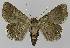  ( - BC EF Lep 00137)  @13 [ ] Copyright (2010) Unspecified Research Collection of Egbert Friedrich