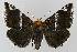  ( - BC EF Lep 00138)  @13 [ ] Copyright (2010) Unspecified Research Collection of Egbert Friedrich