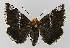  ( - BC EF Lep 00139)  @13 [ ] Copyright (2010) Unspecified Research Collection of Egbert Friedrich