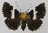  ( - BC EF Lep 00141)  @14 [ ] Copyright (2010) Unspecified Research Collection of Egbert Friedrich