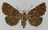  ( - BC EF Lep 00142)  @14 [ ] Copyright (2010) Unspecified Research Collection of Egbert Friedrich