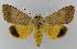  ( - BC EF Lep 00146)  @14 [ ] Copyright (2010) Unspecified Research Collection of Egbert Friedrich