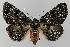  ( - BC EF Lep 00150)  @14 [ ] Copyright (2010) Unspecified Research Collection of Egbert Friedrich