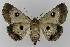  ( - BC EF Lep 00150)  @14 [ ] Copyright (2010) Unspecified Research Collection of Egbert Friedrich