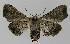 ( - BC EF Lep 00184)  @13 [ ] Copyright (2010) Unspecified Research Collection of Egbert Friedrich