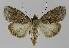  ( - BC EF Lep 00185)  @14 [ ] Copyright (2010) Unspecified Research Collection of Egbert Friedrich
