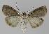  ( - BC EF Lep 00185)  @13 [ ] Copyright (2010) Unspecified Research Collection of Egbert Friedrich