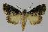  ( - BC EF Lep 00191)  @14 [ ] Copyright (2010) Unspecified Research Collection of Egbert Friedrich