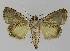  ( - BC EF Lep 00191)  @13 [ ] Copyright (2010) Unspecified Research Collection of Egbert Friedrich