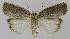  ( - BC EF Lep 00197)  @13 [ ] Copyright (2010) Unspecified Research Collection of Egbert Friedrich
