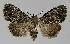  (MetachrostisNAG - BC EF Lep 00201)  @14 [ ] Copyright (2010) Unspecified Research Collection of Egbert Friedrich