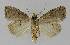  ( - BC EF Lep 00216)  @13 [ ] Copyright (2010) Unspecified Research Collection of Egbert Friedrich